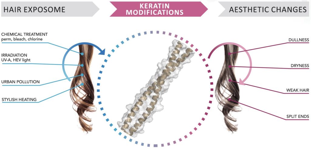 hair exposome oxiproteome